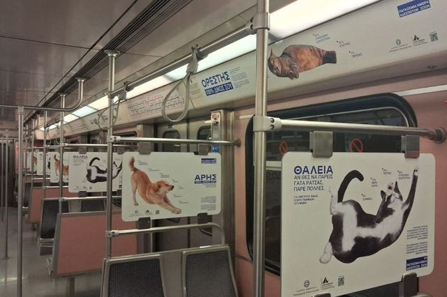 Παγκόσμια Ημέρα Αδέσποτων Ζώων: Καμπάνια ενημέρωσης για την υπεύθυνη υιοθεσία και κηδεμονία ζώων συντροφιάς