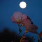 Πανσέληνος Μαΐου