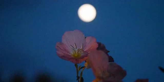 Πανσέληνος Μαΐου