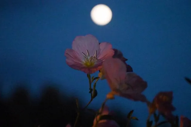 Πανσέληνος Μαΐου