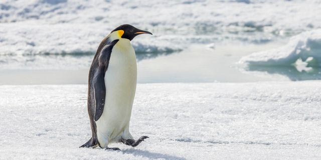 Ο αυτοκρατορικός πιγκουίνος επισήμως στα “απειλούμενα είδη” – Ο λόγος που κινδυνεύει
