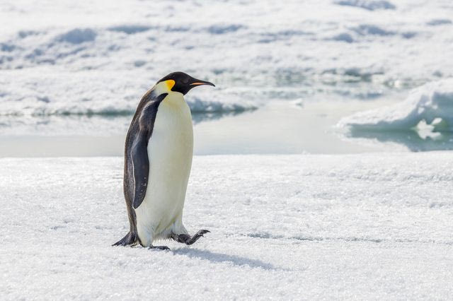 Ο αυτοκρατορικός πιγκουίνος επισήμως στα “απειλούμενα είδη” – Ο λόγος που κινδυνεύει
