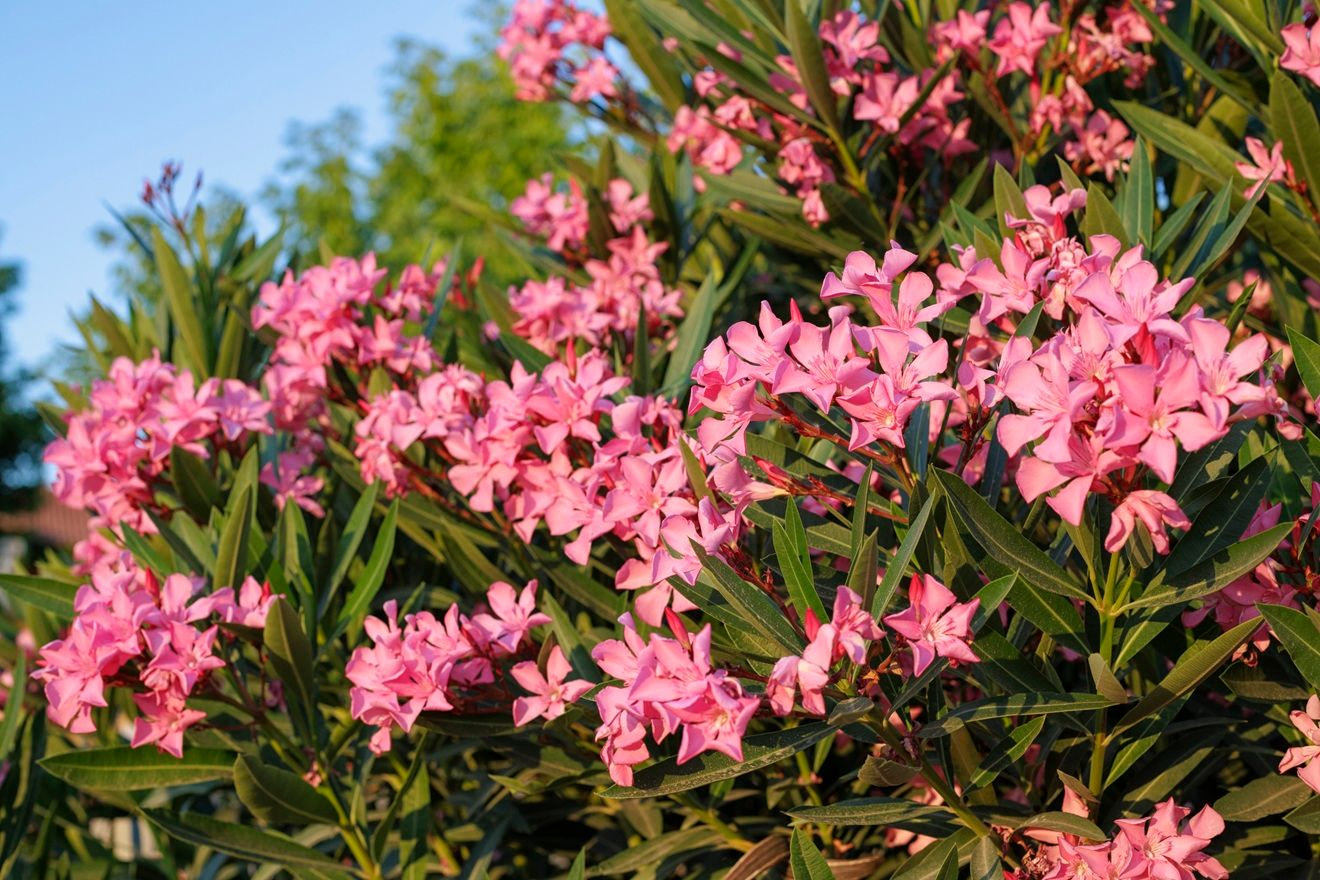 Τελικά κινδυνεύουμε ή όχι από την πικροδάφνη;