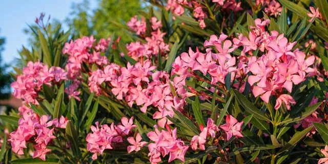 Τελικά κινδυνεύουμε ή όχι από την πικροδάφνη;