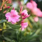 Πώς να προστατευτείτε από την πικροδάφνη – Γιατί θεωρείται επικίνδυνη