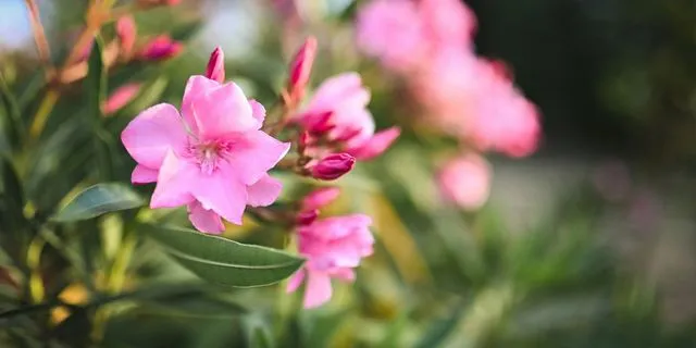 Πώς να προστατευτείτε από την πικροδάφνη – Γιατί θεωρείται επικίνδυνη