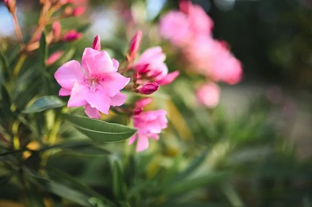 Πώς να προστατευτείτε από την πικροδάφνη - Γιατί θεωρείται επικίνδυνη