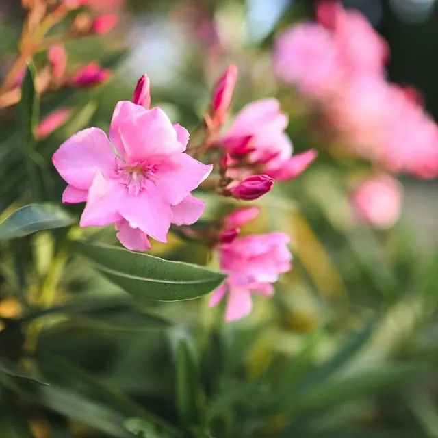 Πώς να προστατευτείτε από την πικροδάφνη – Γιατί θεωρείται επικίνδυνη