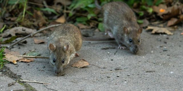 Τρωκτικά (φωτογραφία αρχείου)