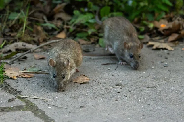 Τρωκτικά (φωτογραφία αρχείου)