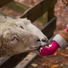 Ο ΟΠΕΚΕΠΕ και το… “ποπ κορν” της αντιπολίτευσης