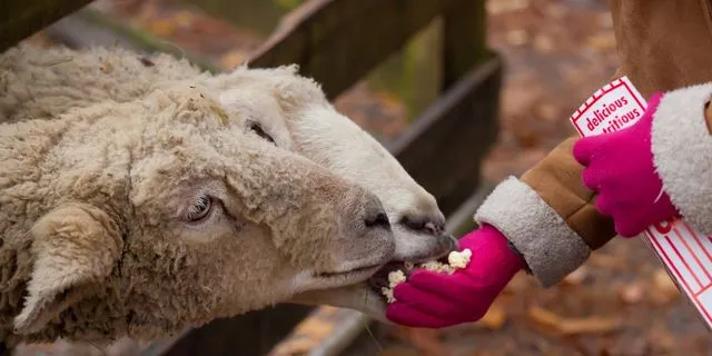 Ο ΟΠΕΚΕΠΕ και το… “ποπ κορν” της αντιπολίτευσης