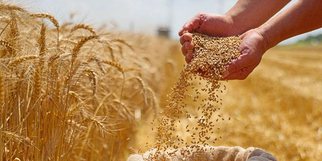 LOULIS FOOD INGREDIENTS: Πώς κινήθηκε το 2025