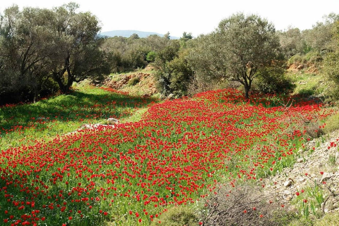 “Έχει η πλάση κοκκινίσει” στη Χίο – Άνθισαν οι άγριες τουλίπες της Λαμπρής