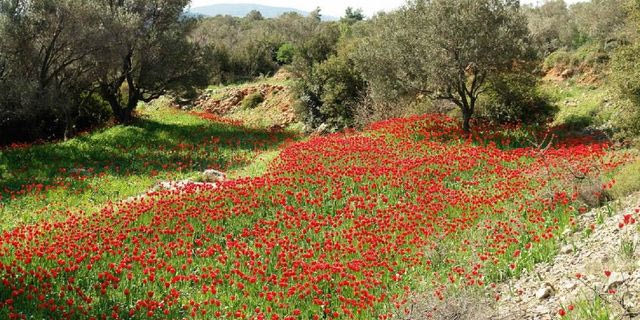 “Έχει η πλάση κοκκινίσει” στη Χίο – Άνθισαν οι άγριες τουλίπες της Λαμπρής