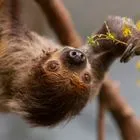 Νεκροί 31 βραδύποδες που θα μεταφέρονταν σε χώρο έκθεσης στη Φλώριντα