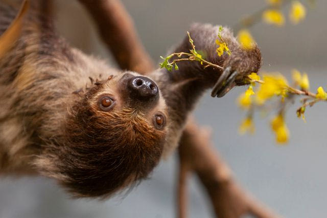Νεκροί 31 βραδύποδες που θα μεταφέρονταν σε χώρο έκθεσης στη Φλώριντα
