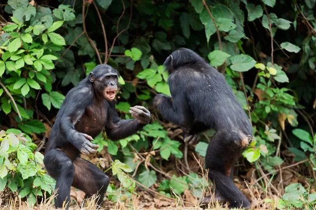 Χιμπατζήδες σε εμφύλιο πόλεμο – Το σπάνιο φαινόμενο που προβληματίζει τους επιστήμονες