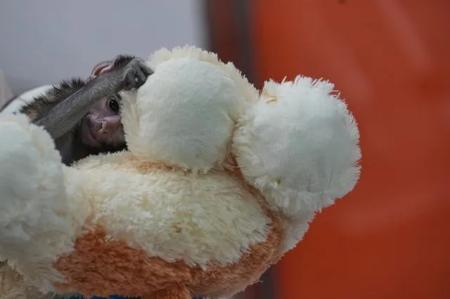 Ο Yuji το πιθηκάκι