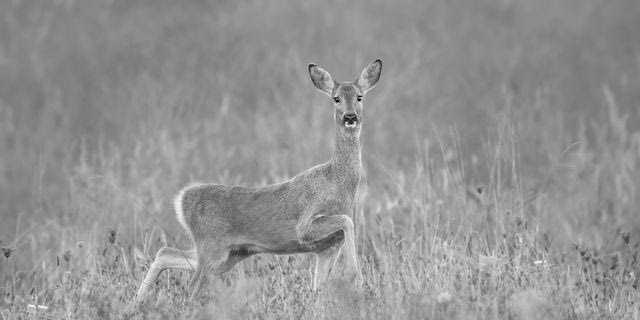 Λευκά ζαρκάδια στην Ημαθία – Βίντεο