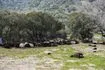 Συναγερμός για τον αφθώδη πυρετό στη Λέσβο