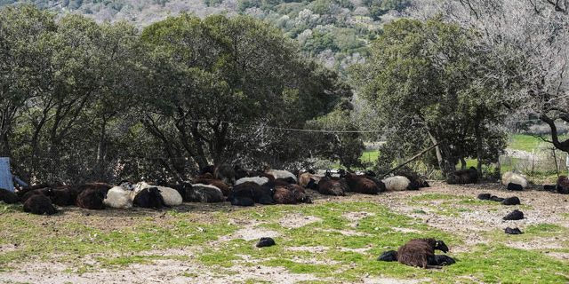 Συναγερμός για τον αφθώδη πυρετό στη Λέσβο