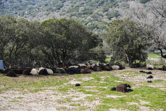 Συναγερμός για τον αφθώδη πυρετό στη Λέσβο