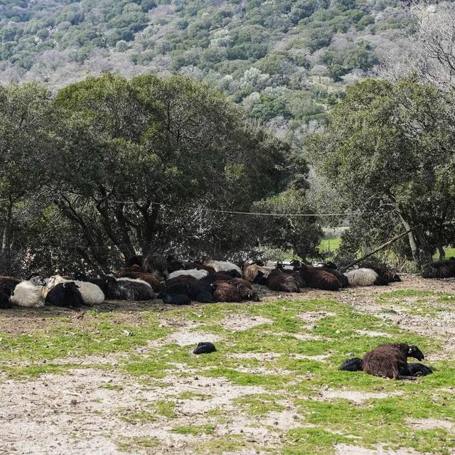 Συναγερμός για τον αφθώδη πυρετό στη Λέσβο