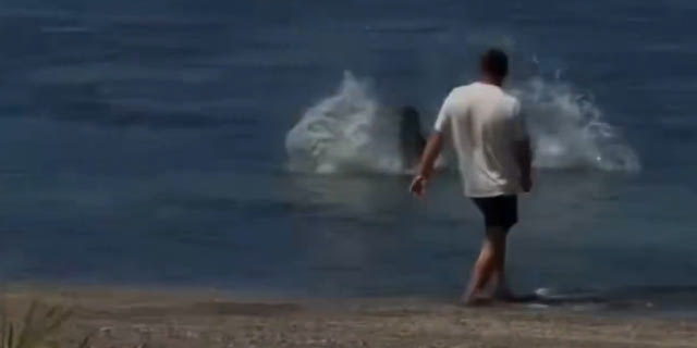 Οργή στη Χαβάη με άνδρα που επιτέθηκε με πέτρα σε φώκια – Βίντεο