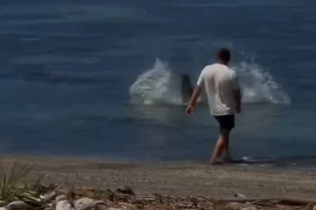 Οργή στη Χαβάη με άνδρα που επιτέθηκε με πέτρα σε φώκια – Βίντεο