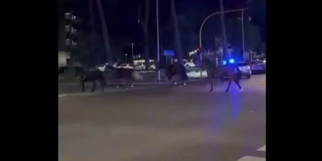 Ιταλία: Άλογα ξέφυγαν και έτρεχαν εκτός ελέγχου σε λεωφόρο της Ρώμης