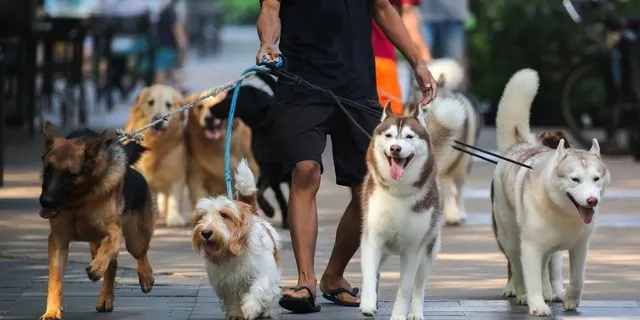 Η πόλη που επιβάλλει πρόστιμο σε όποιον δεν καθαρίζει τα ούρα του σκύλου του