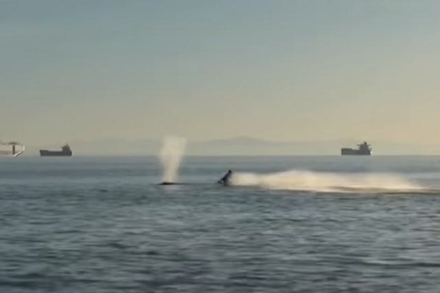 Η στιγμή της σύγκρουσης τζετ σκι με γκρίζα φάλαινα – Βίντεο
