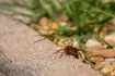 Cockroach Janta Party: Το νέο πολιτικό κόμμα της Ινδίας εμπνεύστηκε από μια… κατσαρίδα