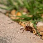 Cockroach Janta Party: Το νέο πολιτικό κόμμα της Ινδίας εμπνεύστηκε από μια… κατσαρίδα