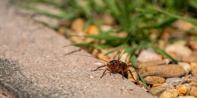Cockroach Janta Party: Το νέο πολιτικό κόμμα της Ινδίας εμπνεύστηκε από μια… κατσαρίδα