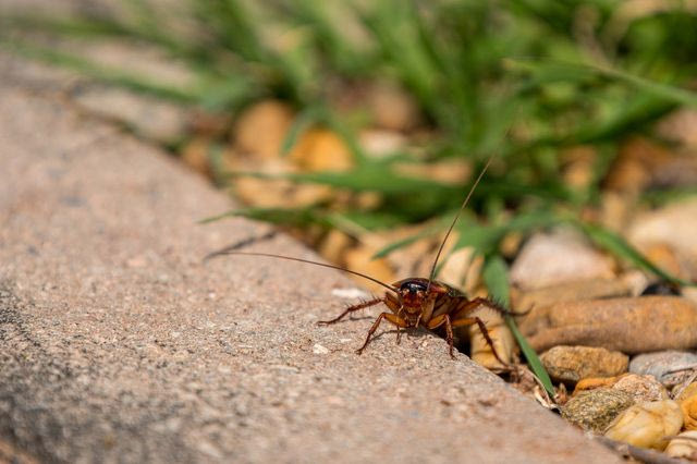 Cockroach Janta Party: Το νέο πολιτικό κόμμα της Ινδίας εμπνεύστηκε από μια… κατσαρίδα