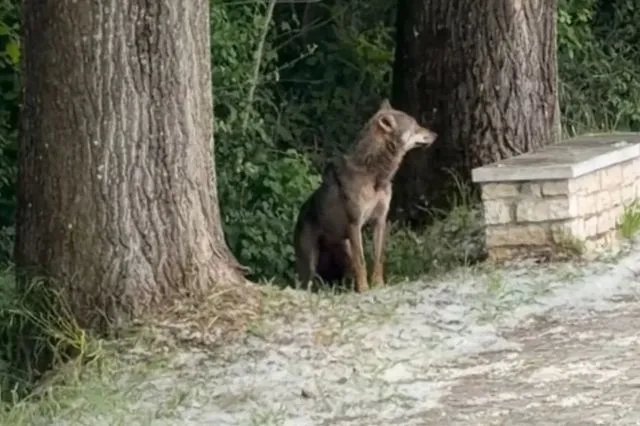 Συναγερμός στα Ιωάννινα μετά την εμφάνιση λύκου στον παραλίμνιο πεζόδρομο – Βίντεο