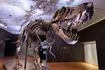 Γιατί ο T. rex είχε τόσο μικρά χέρια; Οι επιστήμονες ίσως έλυσαν το μυστήριο