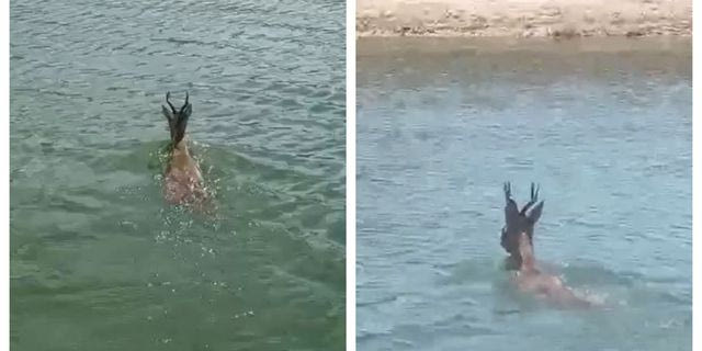 Κοζάνη: Ζαρκάδι διέσχισε κολυμπώντας τη λίμνη Πολυφύτου