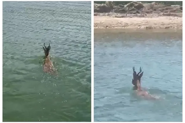 Κοζάνη: Ζαρκάδι διέσχισε κολυμπώντας τη λίμνη Πολυφύτου
