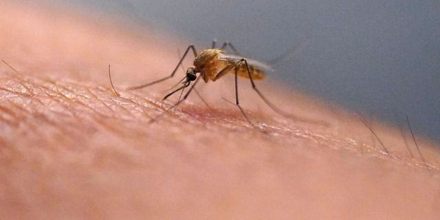 Γιατί δεν πρέπει να ξύνουμε τα τσιμπήματα από κουνούπια – Τι αποκαλύπτει νέα έρευνα