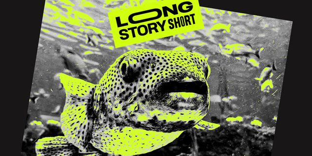 Λαγοκέφαλος: Πόση βάση έχει ο viral τρόμος του καλοκαιριού