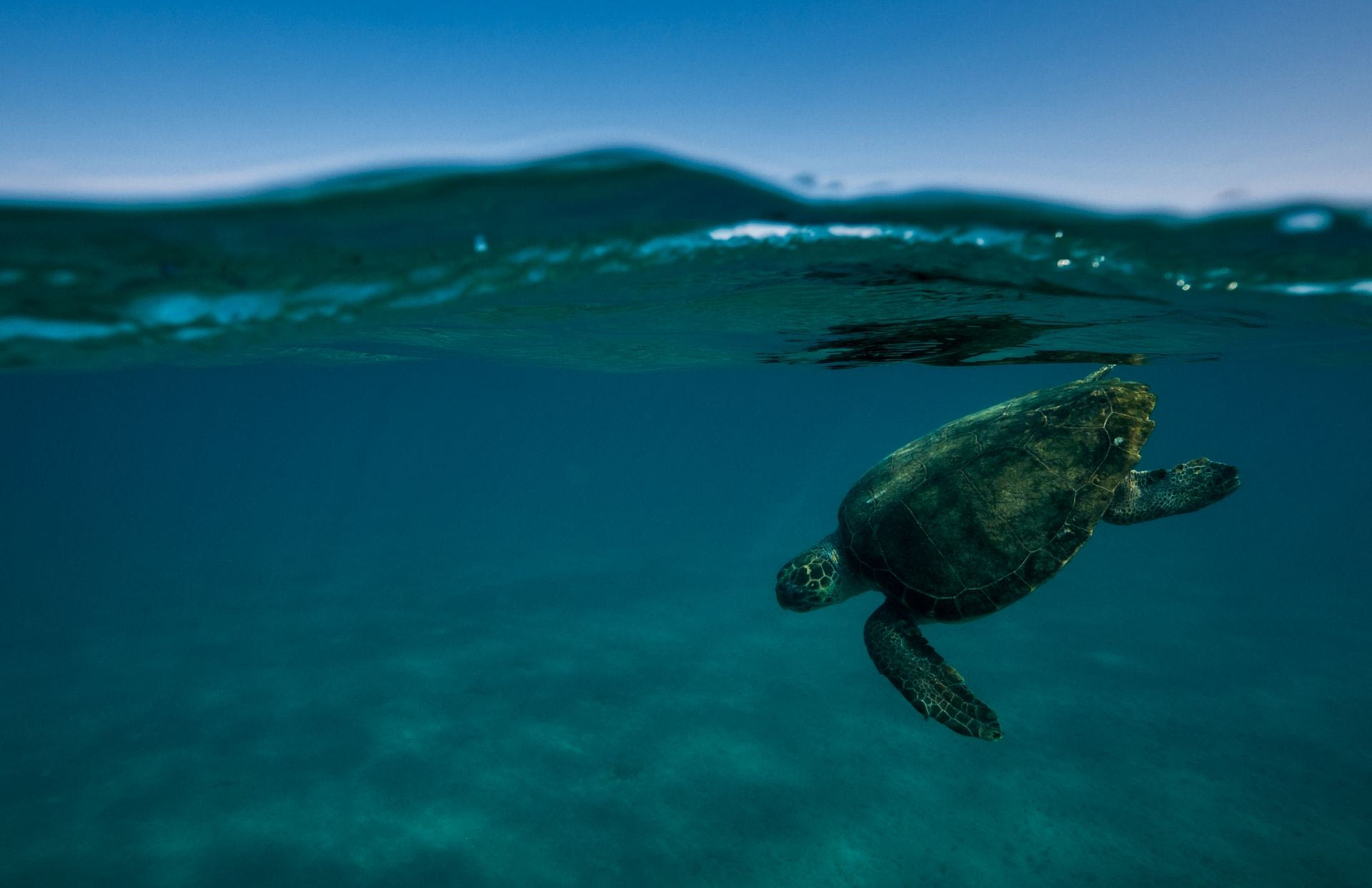 Caretta Caretta