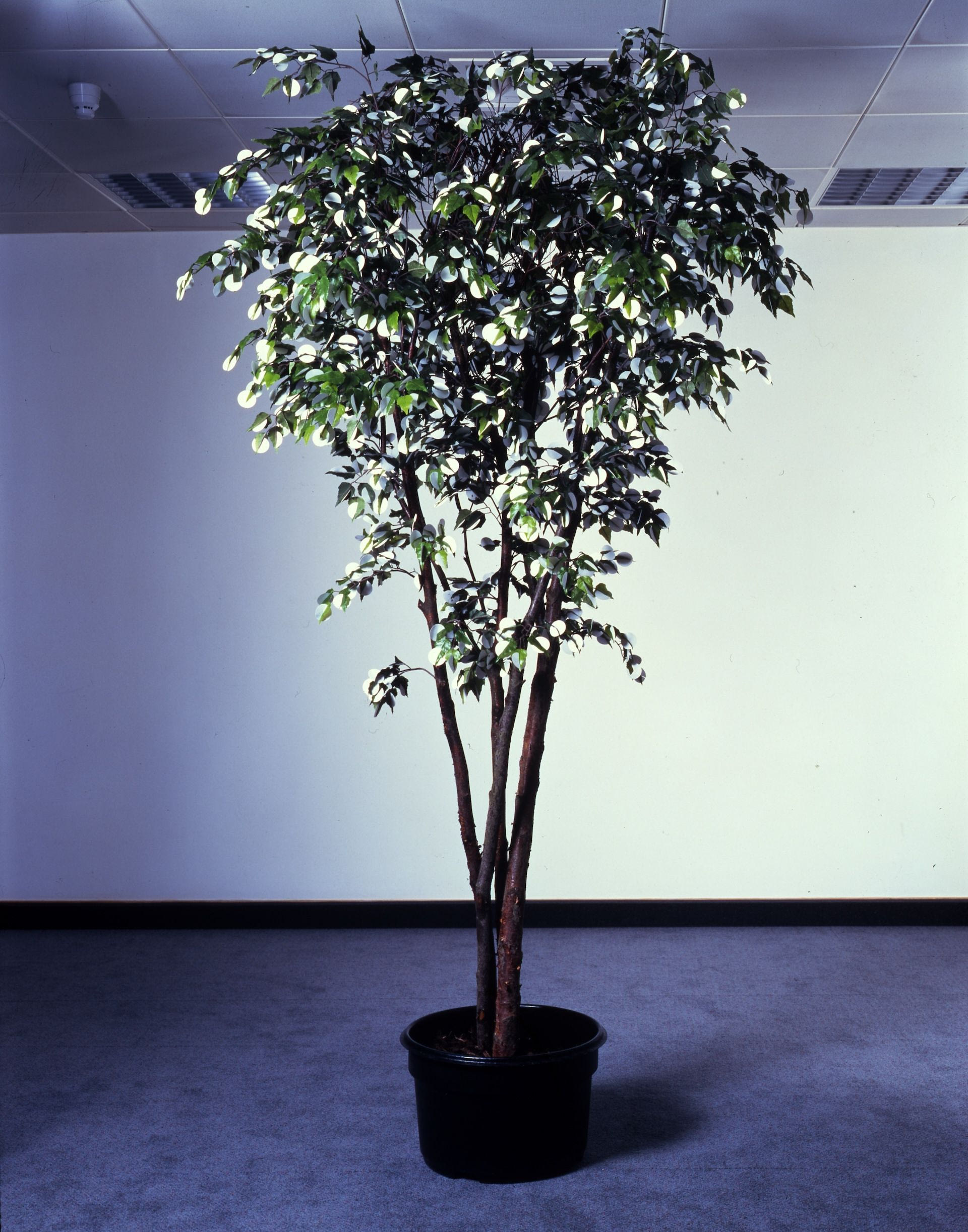 Gabriel Orozco, Moon Tree, 1996Ξύλο, χαρτί και πλαστικό, 250 × 140 εκ. Συλλογή ΕΜΣΤ Μέρος της Δωρεάς της Συλλογής Δ.Δασκαλόπουλου 