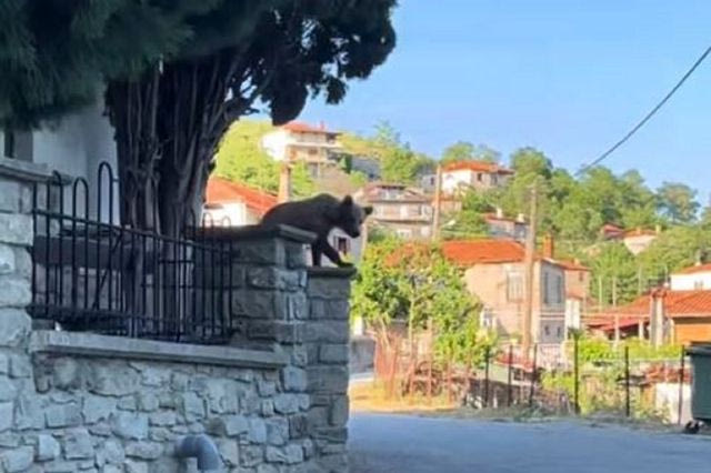 Γρεβενά: Αρκουδάκι έκανε βόλτα σε χωριό – Βίντεο