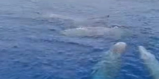 Μαγικό θέαμα: Κοπάδι φάλαινες εντοπίστηκαν στη Λευκάδα