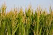 Farm Food Future: Συμμαχία για τη μικρή αγροδιατροφική επιχειρηματικότητα – Το στοίχημα του αγρότη – επιχειρηματία