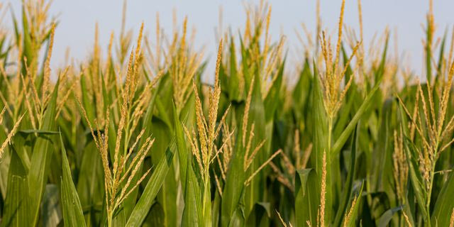 Farm Food Future: Συμμαχία για τη μικρή αγροδιατροφική επιχειρηματικότητα – Το στοίχημα του αγρότη – επιχειρηματία