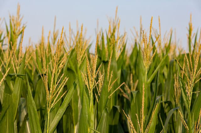 Farm Food Future: Συμμαχία για τη μικρή αγροδιατροφική επιχειρηματικότητα – Το στοίχημα του αγρότη – επιχειρηματία
